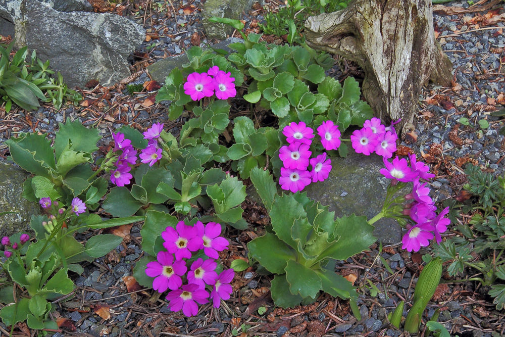 Primula hirsuta