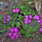 Primula hirsuta