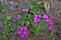 Primula hirsuta