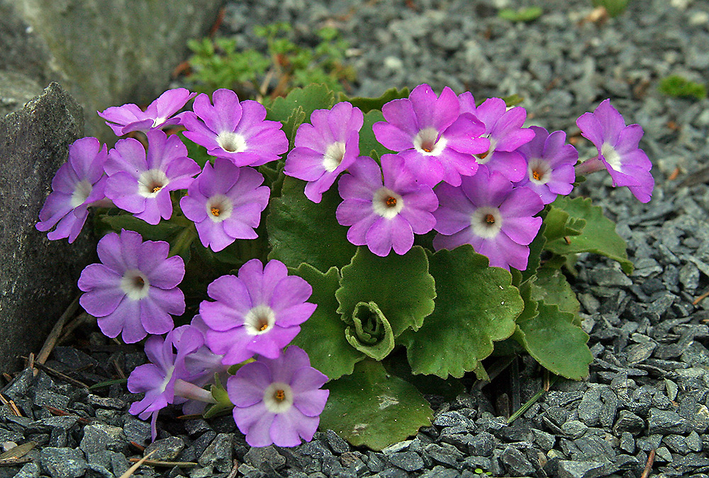 Primula hirsuta - Behaarte Schlüsselblume oder Rote Felsenprimel