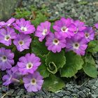 Primula hirsuta - Behaarte Schlüsselblume oder Rote Felsenprimel