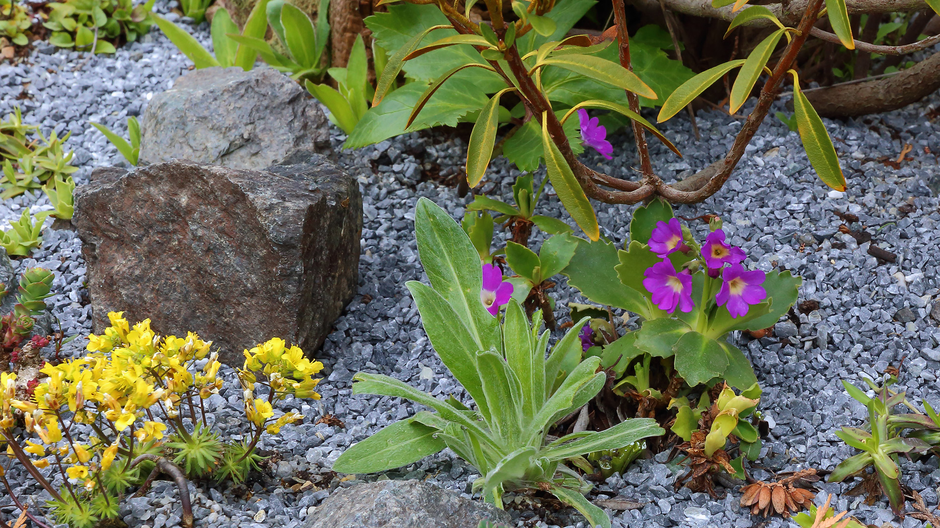 Primula hirsuta, die Rote Felsenprimel auf dem "saueren Beet"...