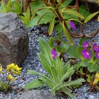 Primula hirsuta, die Rote Felsenprimel auf dem "saueren Beet"...