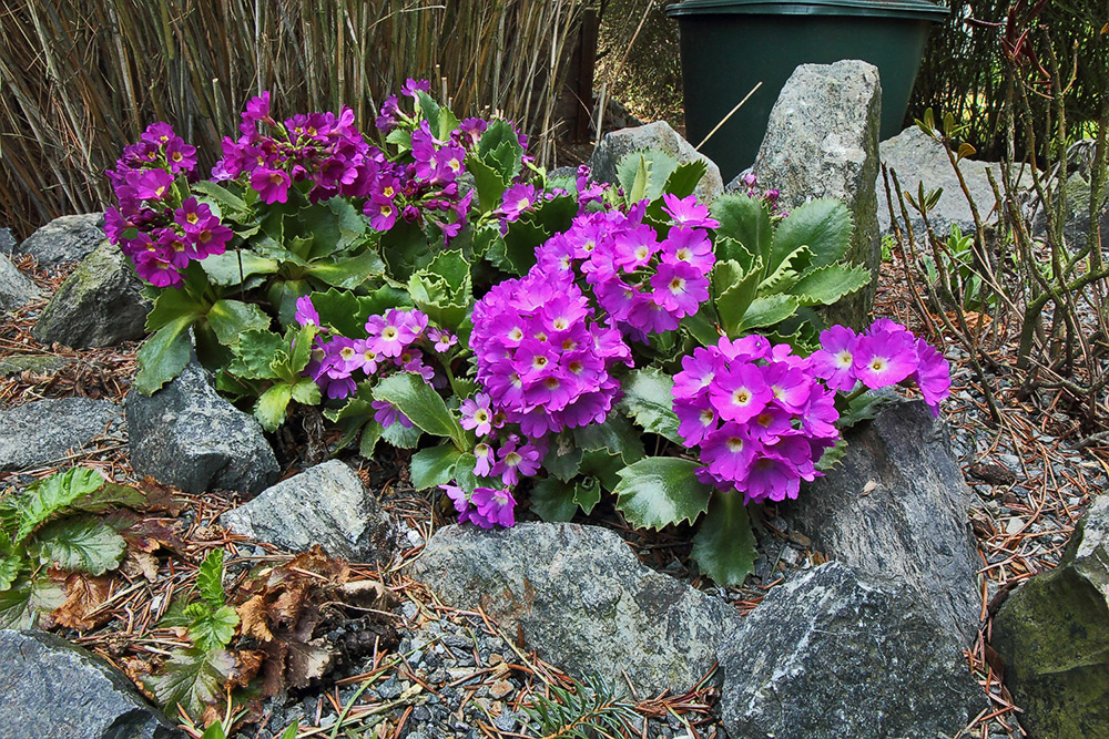 Primula hirsuta - Rote Felsenprimel