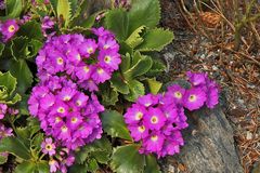 Primula hirsuta - Rote Felsenprimel