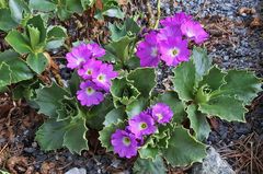 Primula hirsuta - Rote Felsenprimel