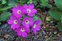 Primula hirsuta - Rote Felsenprimel