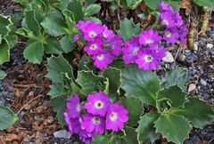 Primula hirsuta - Rote Felsenprimel