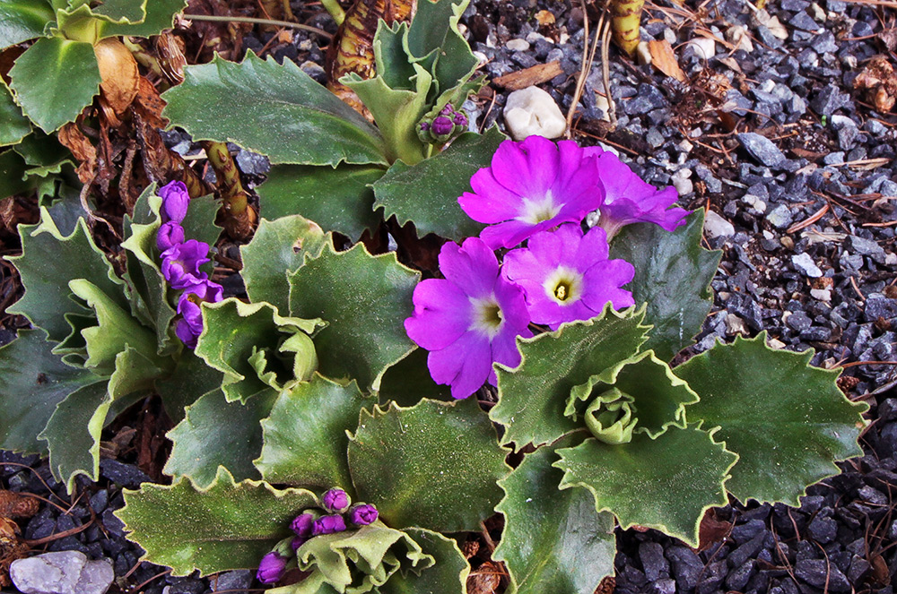 Primula hirsuta - Rote Felsenprimel oder Behaarte Schlüsselblume