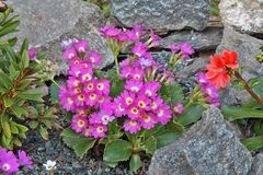 Primula hirsuta und andere