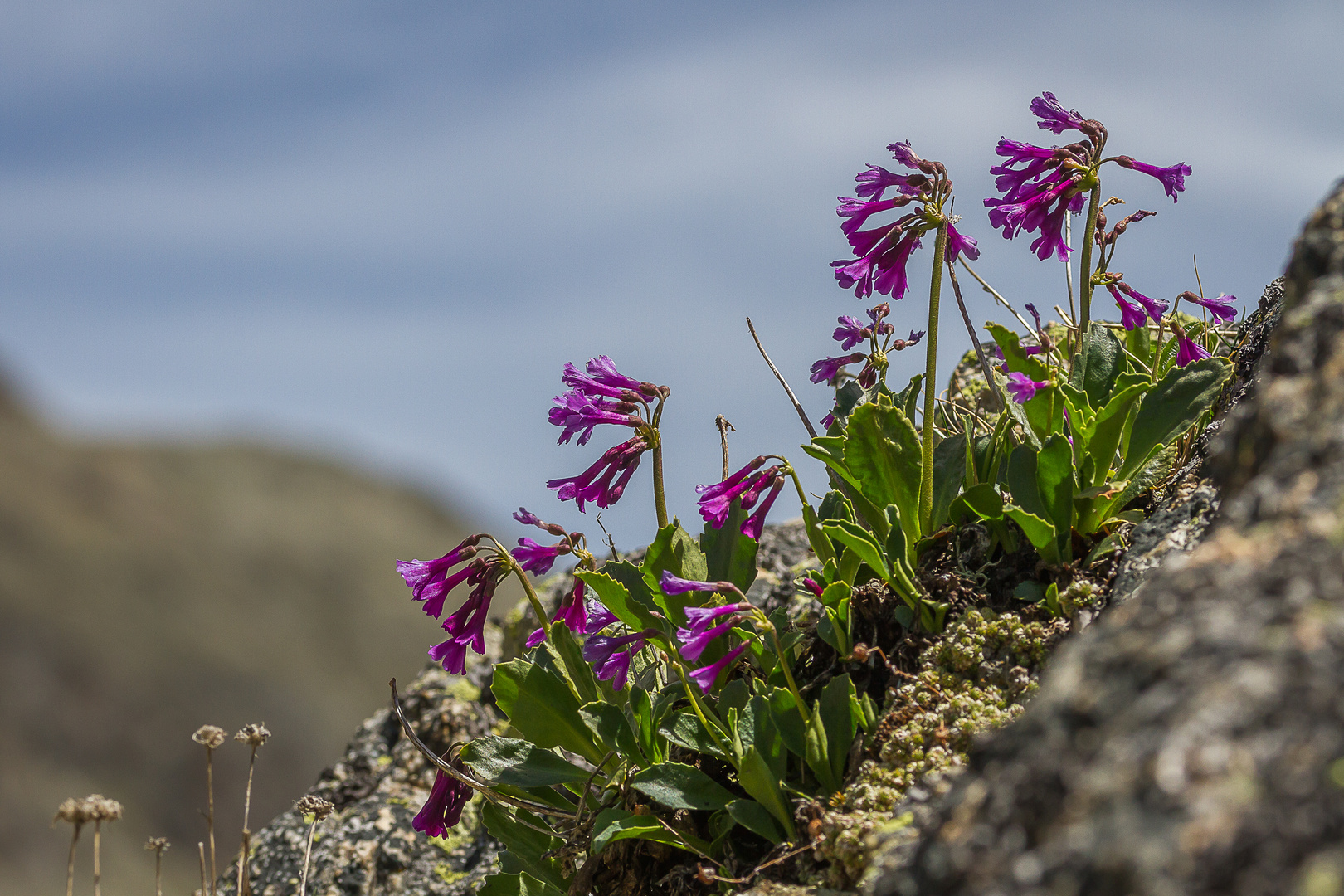Primula latifolia Foto & Bild pflanzen, pilze & flechten, blüten
