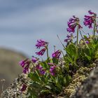 Primula latifolia