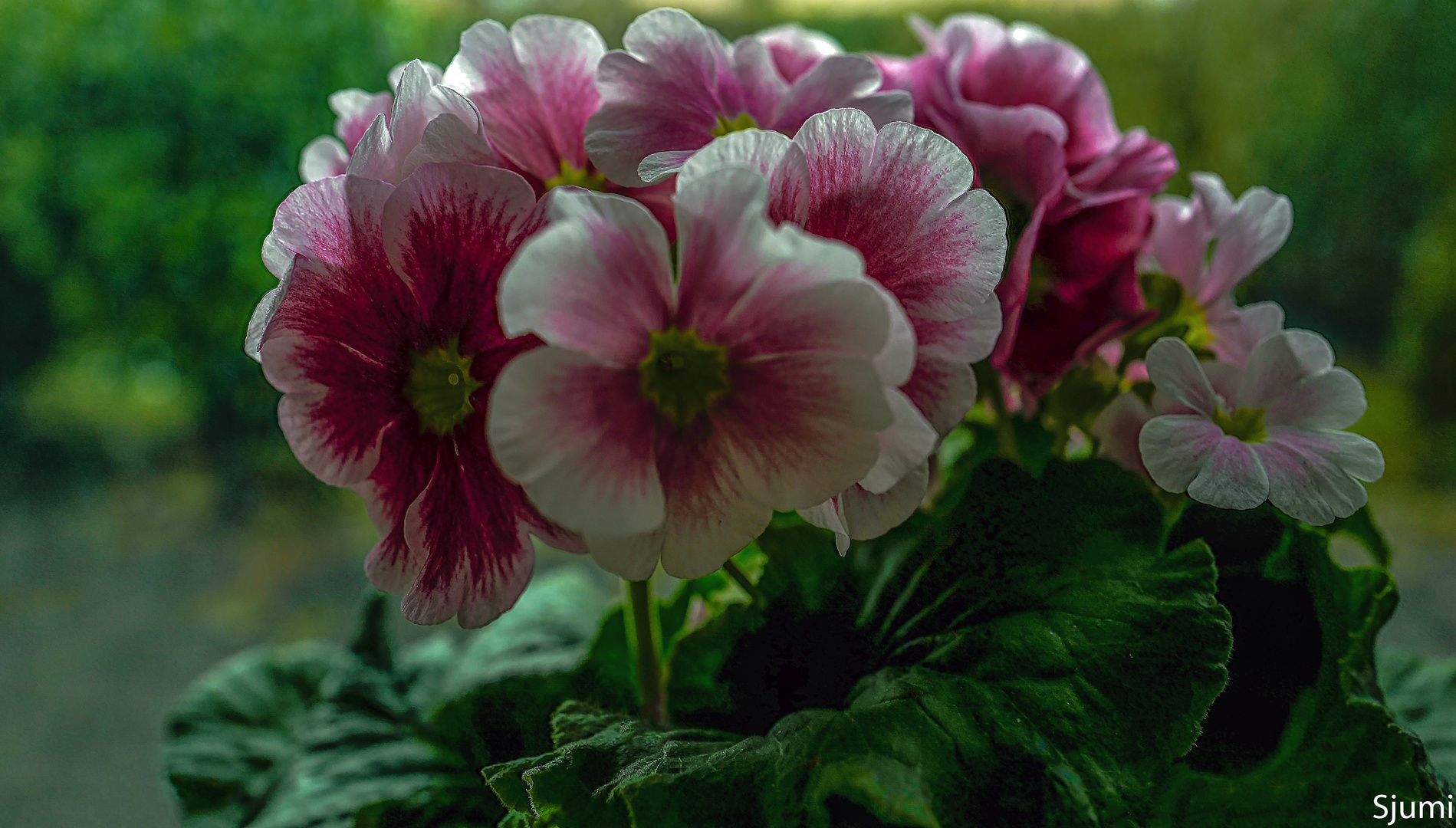 Primula obconica