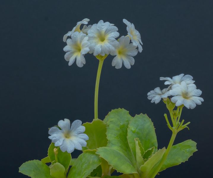 Primula "Pauline Anne"