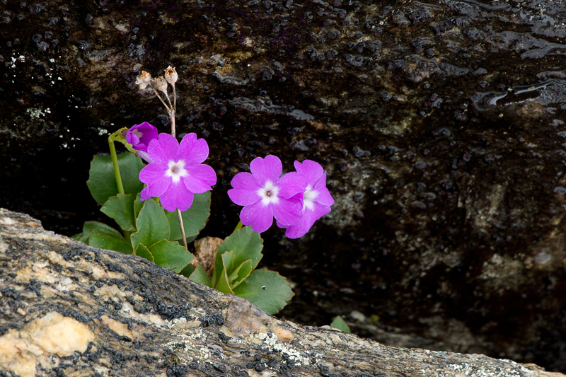 Primula pedemontana