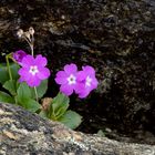 Primula pedemontana