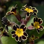 Primula pubescens