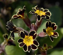 Primula pubescens