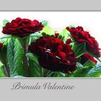 Primula Valentine