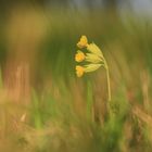 Primula veris