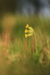 Primula veris