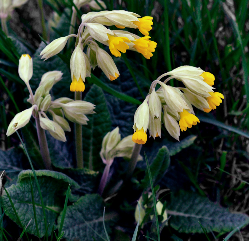 Primula veris