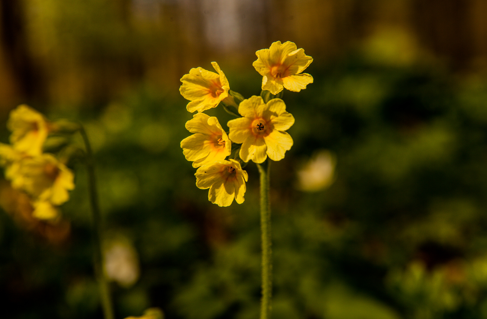 Primula veris