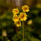 Primula veris