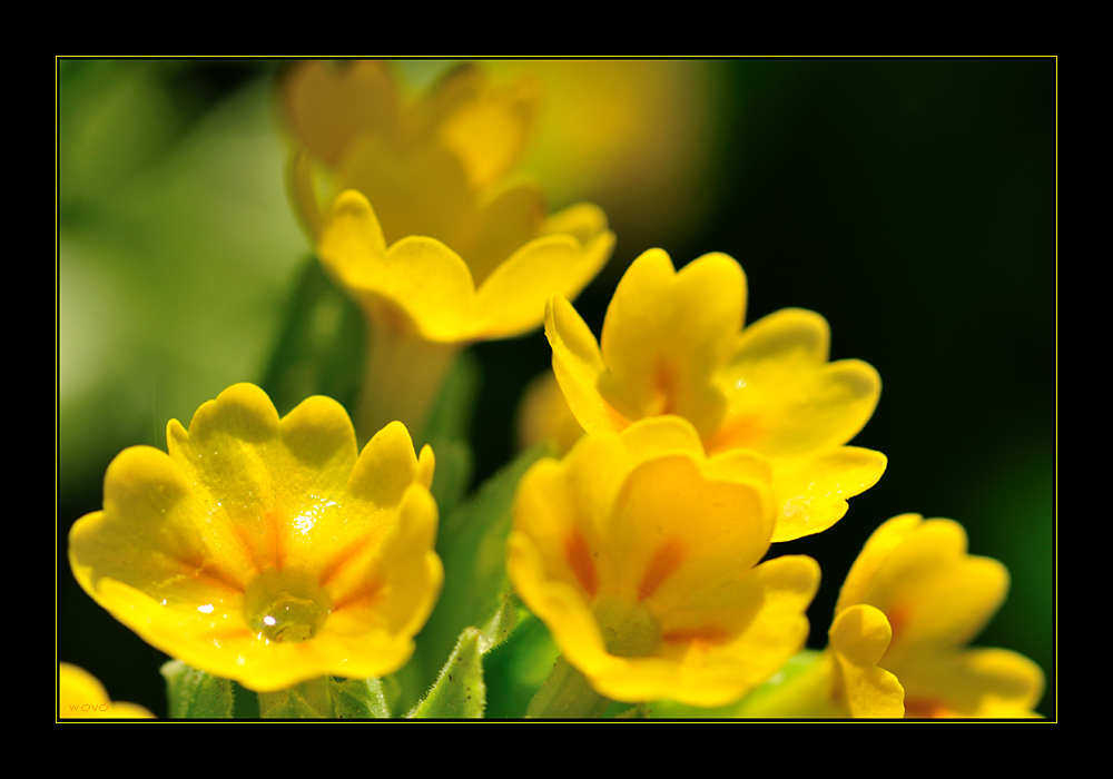 Primula veris