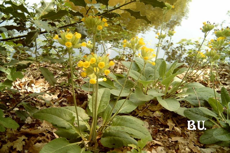 Primula veris