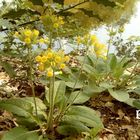 Primula veris