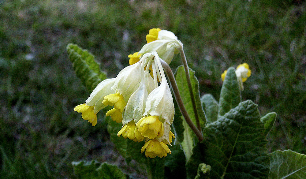 Primula veris