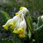 Primula veris