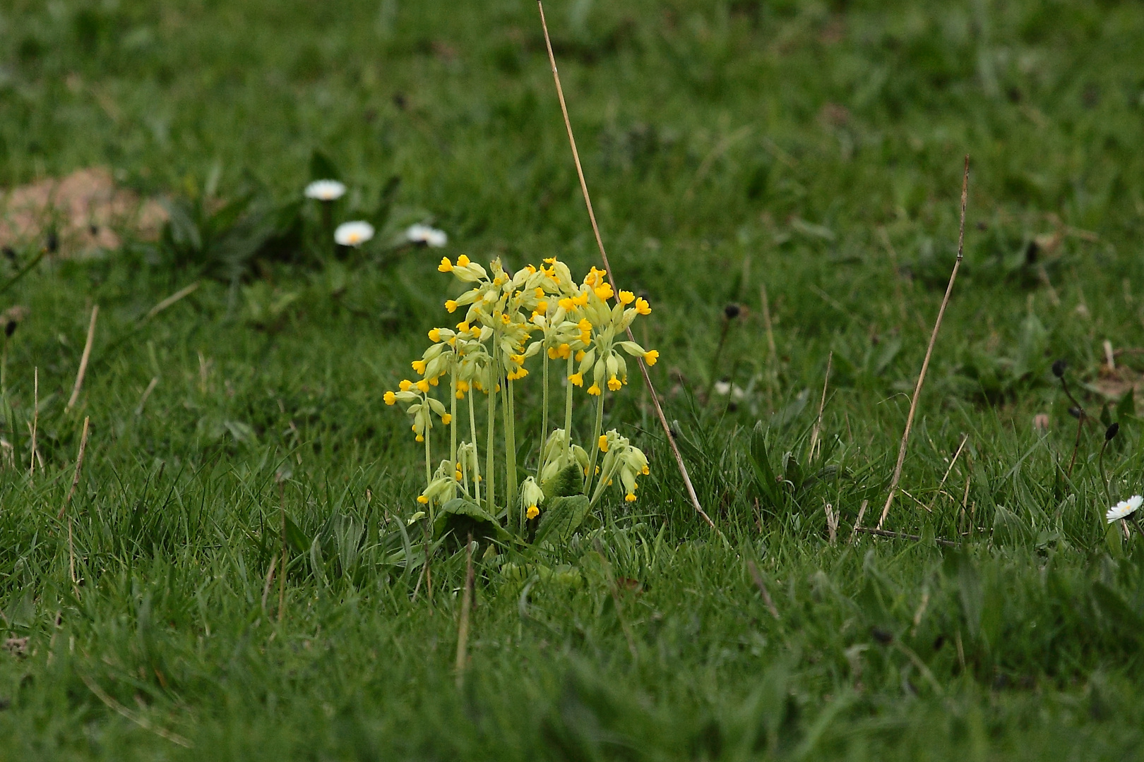 Primula veris