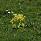 Primula veris