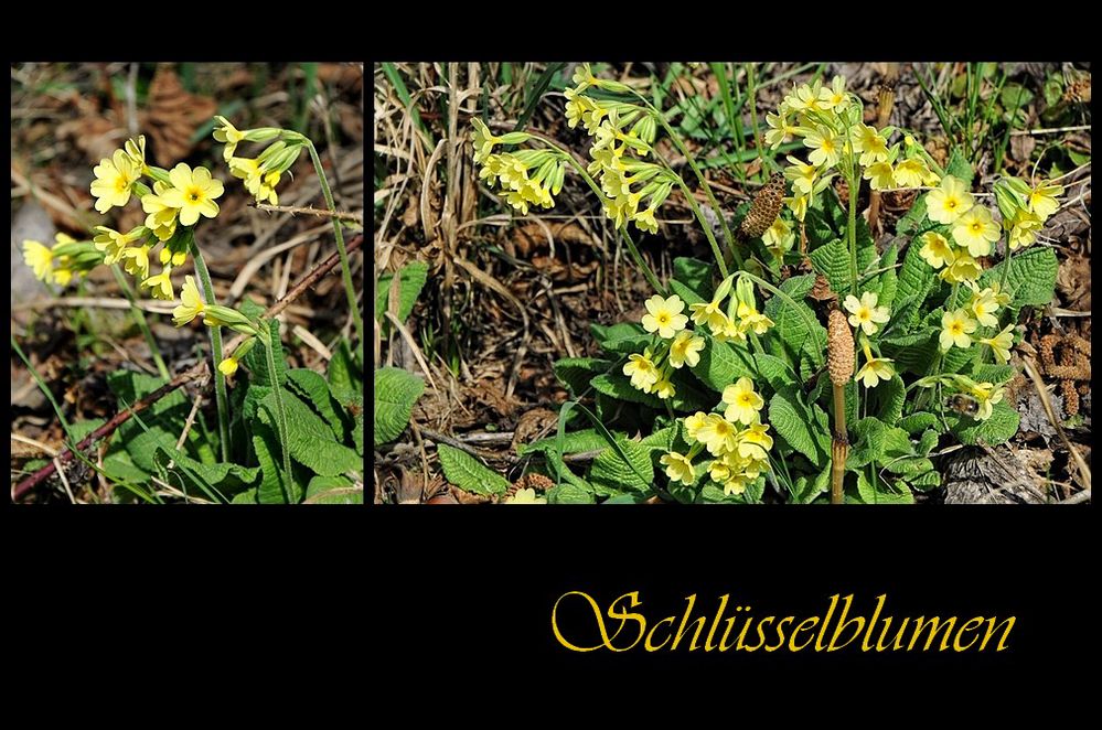 Primula veris