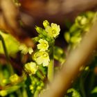 Primula veris