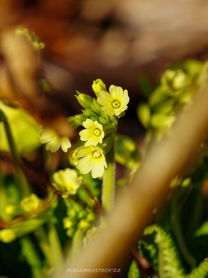 Primula veris