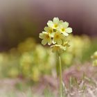 Primula veris