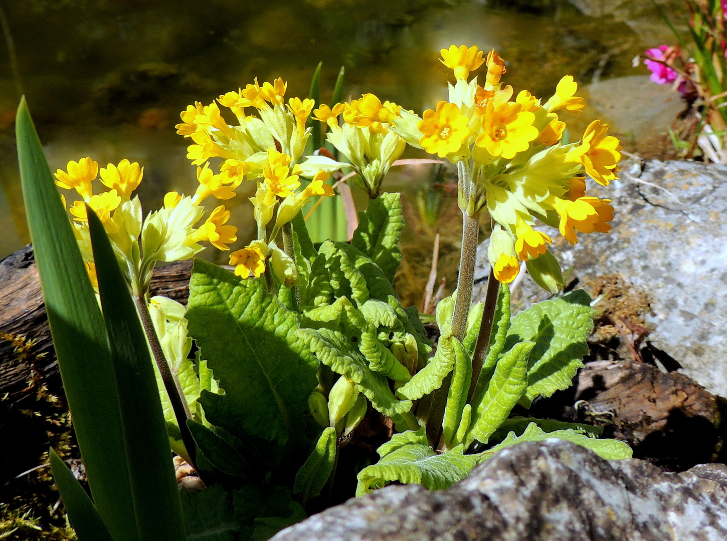 Primula veris