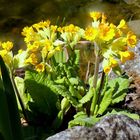 Primula veris