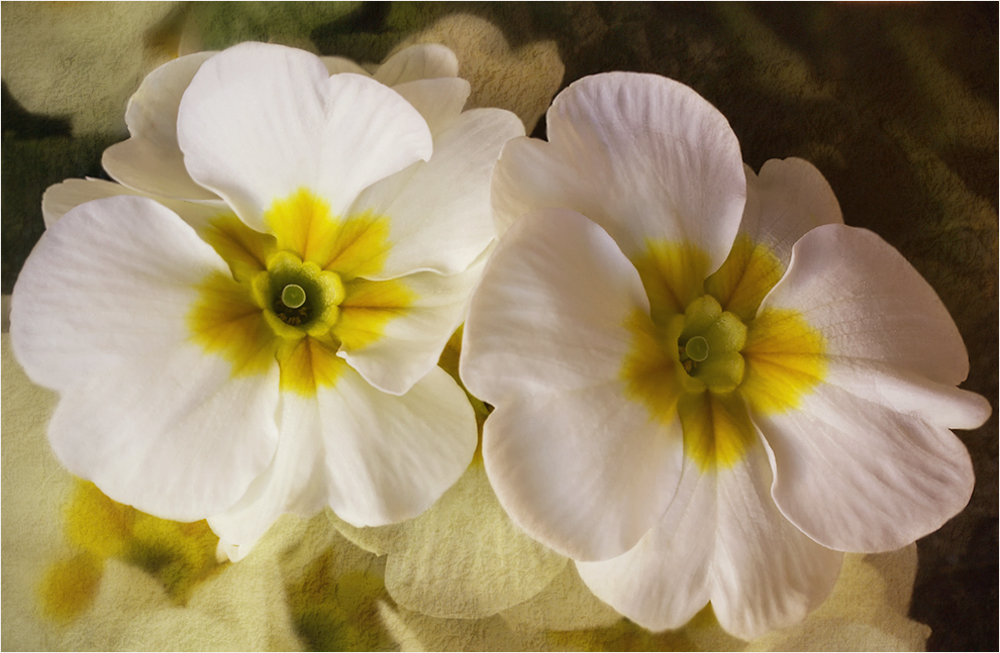 Primula veris...