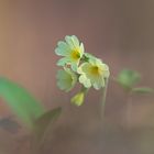 Primula veris