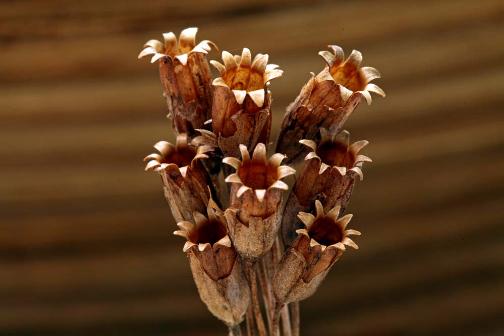 Primula veris