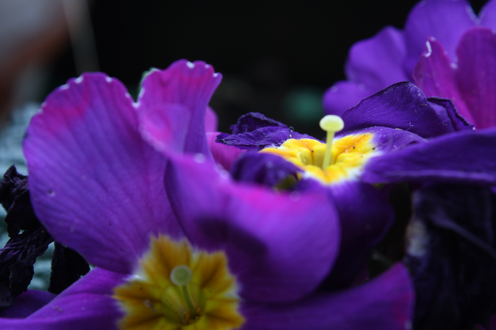 Primula veris