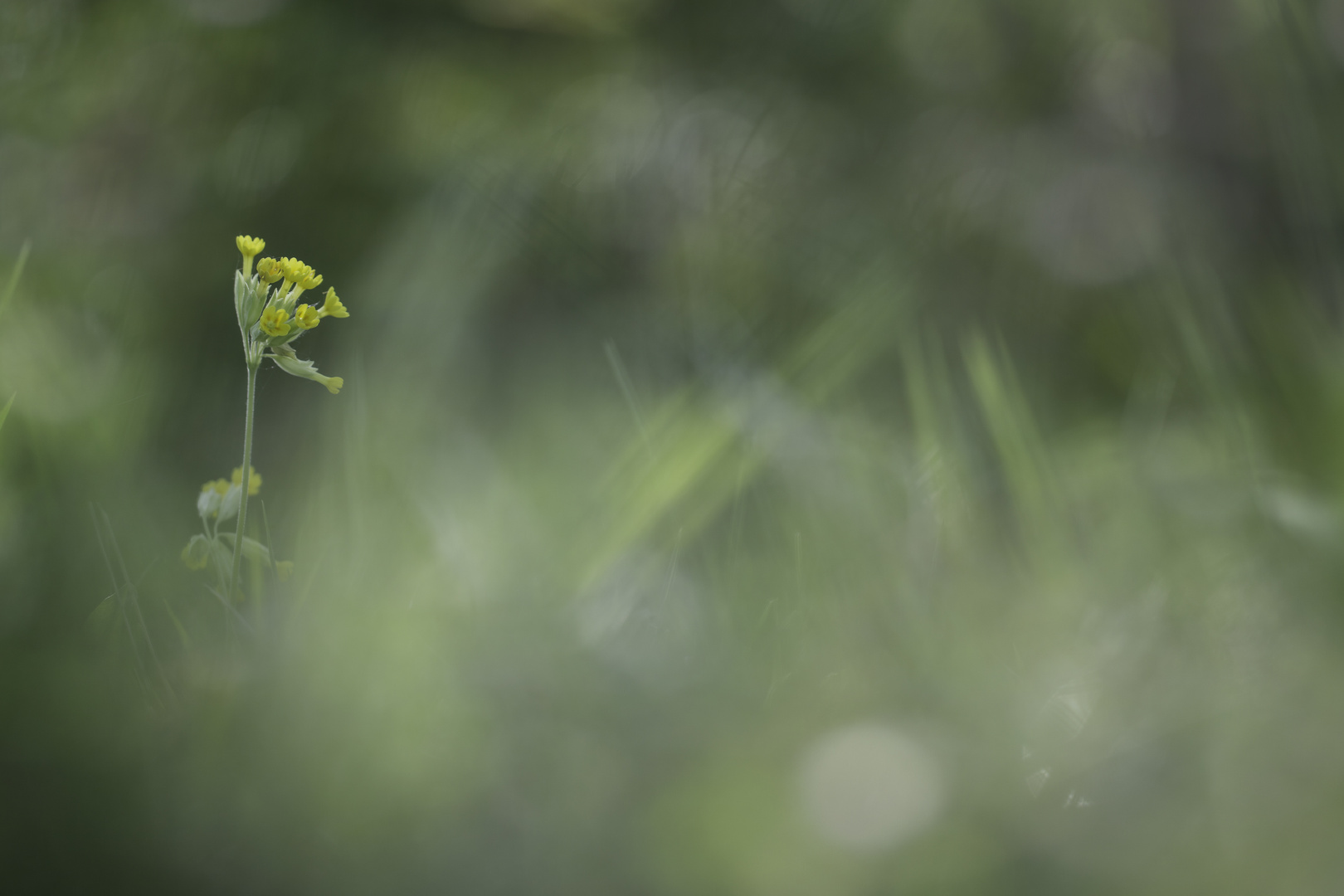 Primula veris