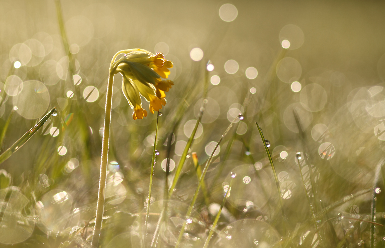 Primula veris