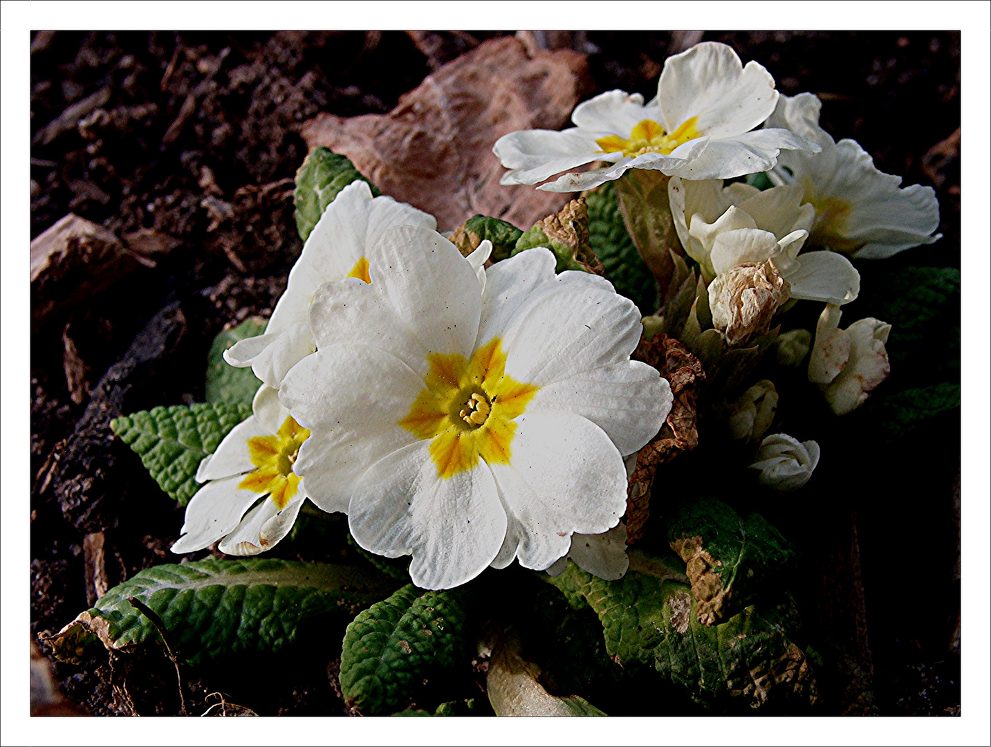 Primula Veris