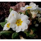 Primula Veris