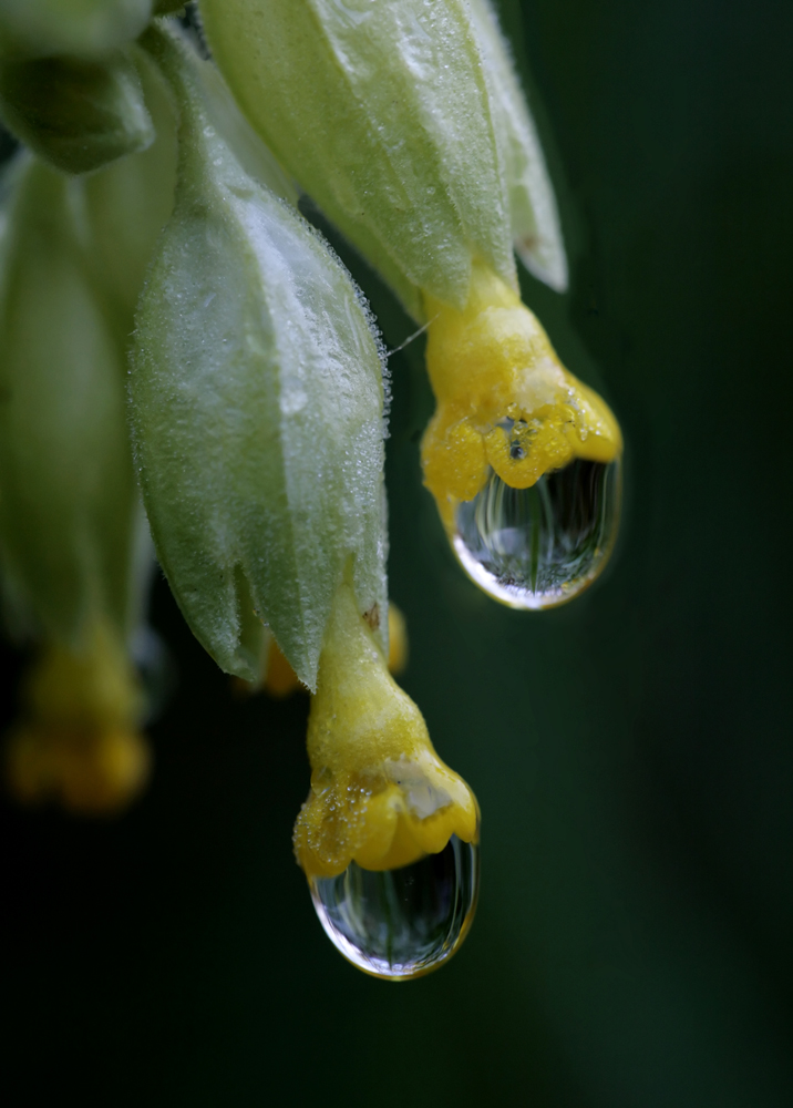 Primula veris